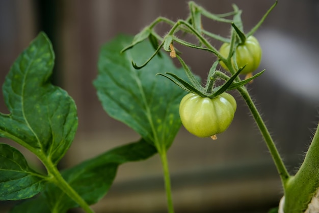 Tomates verdes em um galho Tomates verdes imaturos Tomates na estufa