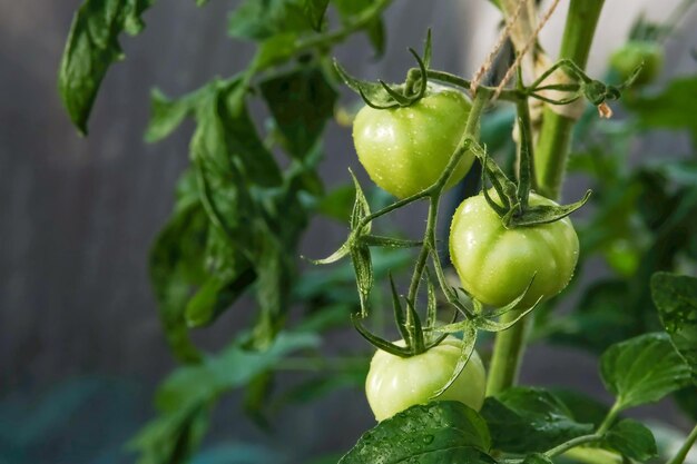 Tomates verdes em um galho Tomates verdes imaturos Tomates na estufa