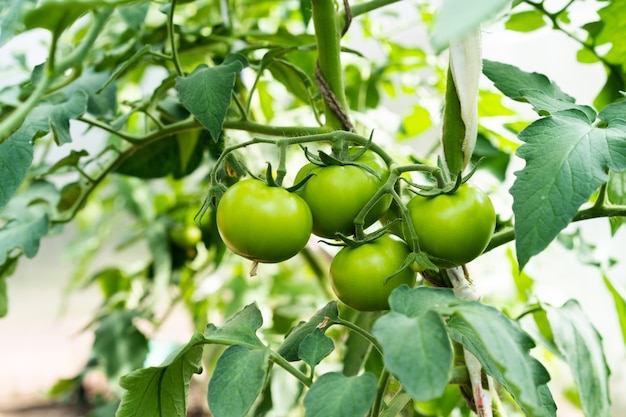 Tomates verdes em uma estufa