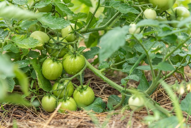 Tomates verdes frescos amadurecem nos arbustos na vila de verão