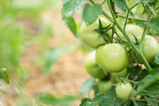 Los tomates verdes frescos maduran en los arbustos en la aldea de verano