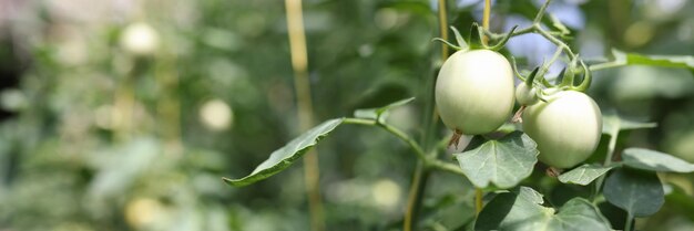 Tomates verdes con hojas inusuales en concepto de reglas de cultivo de tomate de granja