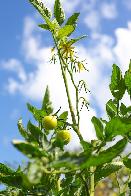 Foto tomates verdes inmaduros en un arbusto con el telón de fondo del cielo. cultivo de hortalizas en el jardín.