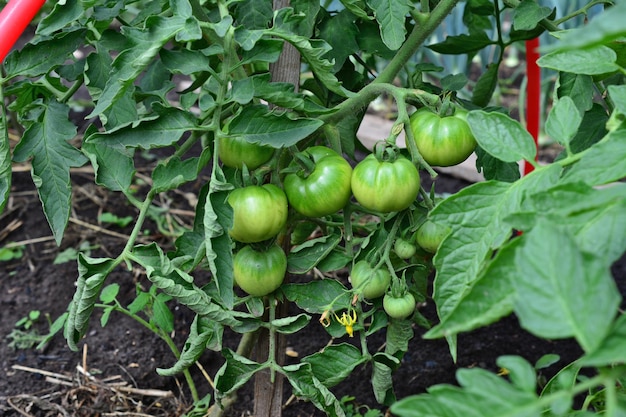 tomates verdes inmaduros en la planta de tomate con hojas verdes en la cama del jardín aislado, primer plano
