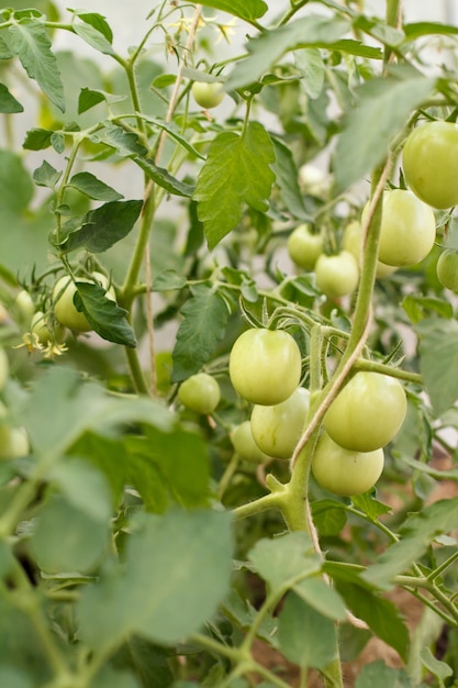 Tomates verdes inmaduros que crecen en arbustos en el jardín. Invernadero con los tomates verdes frutos en ramas.