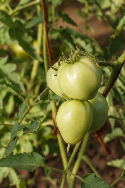Tomates verdes inmaduros que crecen en arbustos en el jardín