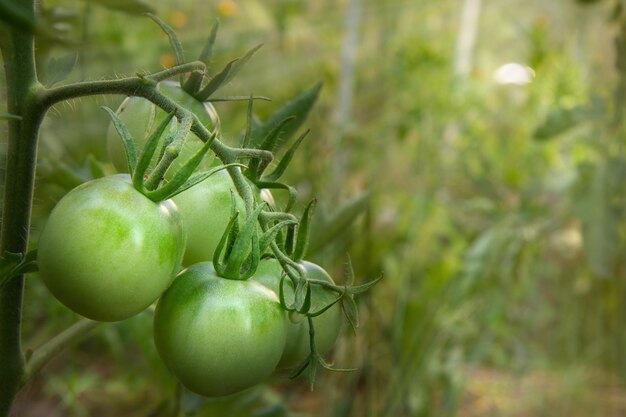 Tomates verdes inmaduros que crecen en arbustos en el jardín