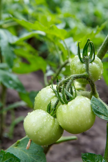 Tomates verdes inmaduros que crecen en la cama del jardín.