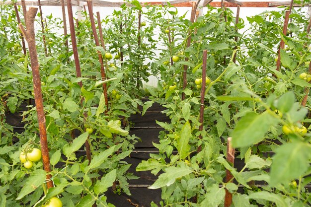 Tomates verdes de invernadero, hortalizas ecológicas.