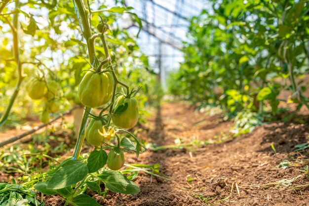 tomates verdes en un invernadero maduran al sol en la granja