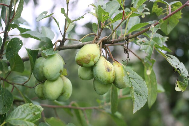 Tomates verdes en invernadero.