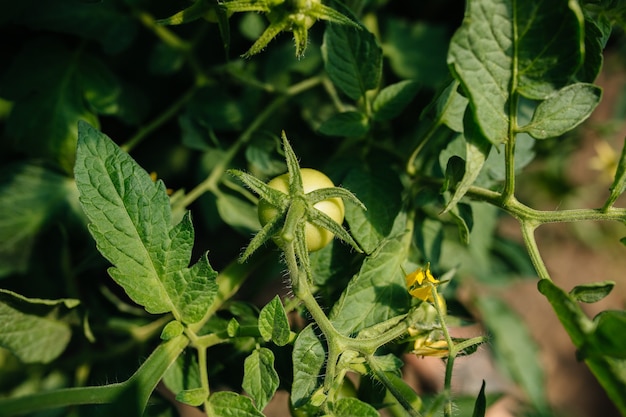 Tomates verdes en invernadero