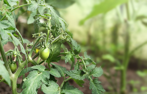 Tomates verdes en invernadero