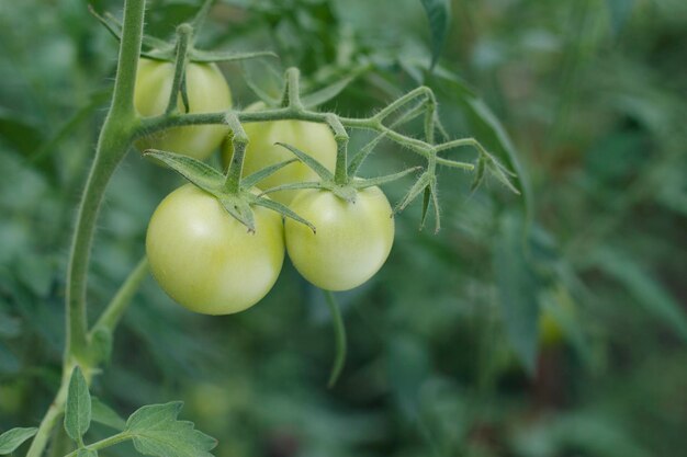 Tomates verdes en el jardín con cerrar