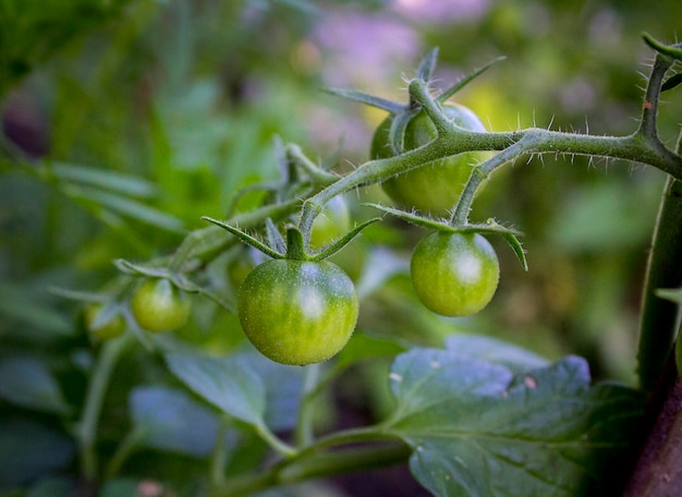 Tomates verdes en el jardín en verano