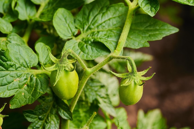 Tomates verdes en el jardín