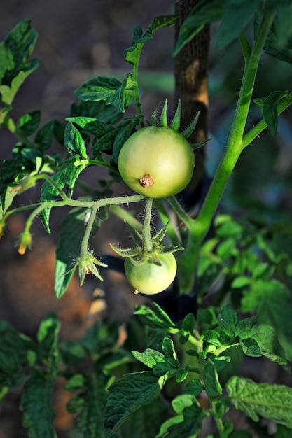 Tomates verdes a la luz del sol matutino