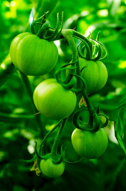 Tomates verdes maduros en arbusto. Foto de estudio