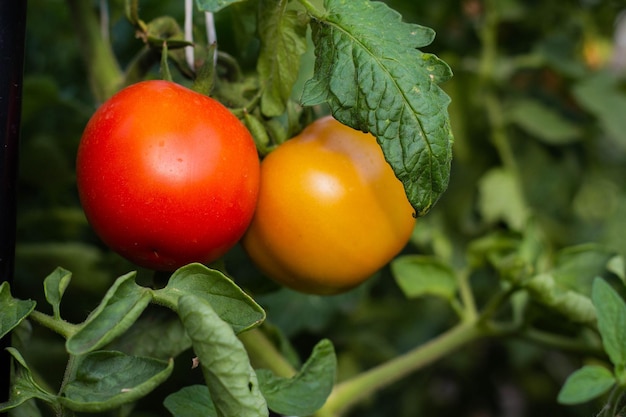 Tomates verdes maduros e não maduros pendurados na videira de uma planta de tomate no jardim