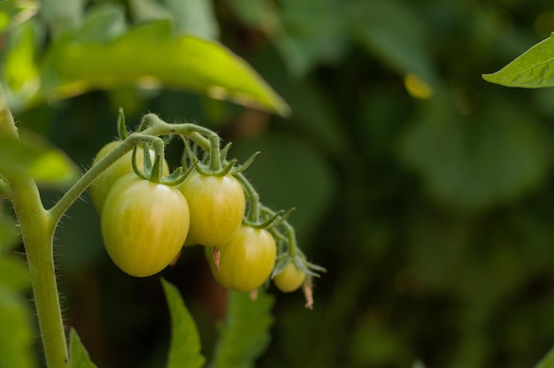 Tomates verdes maduros en una rama sobre un fondo verde borroso con espacio para texto