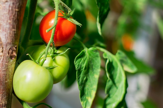 Tomates verdes na estufa em um galho