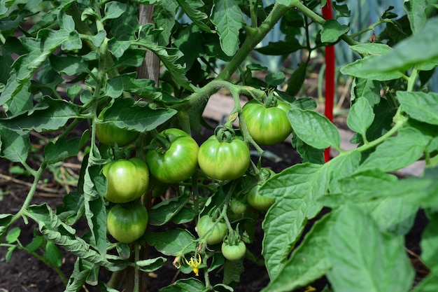 tomates verdes na planta no jardim, close-up