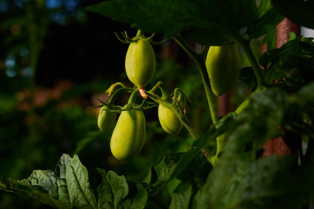 Tomates verdes no jardim