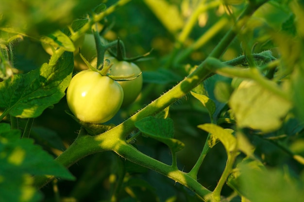 Tomates verdes no jardim