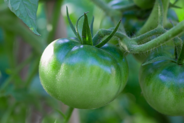 Tomates verdes en plantas orgánicas