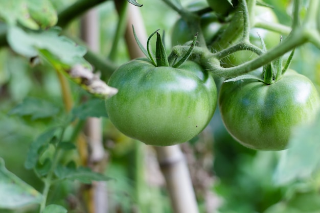 Tomates verdes en plantas orgánicas