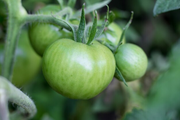 Tomates verdes en plantas orgánicas