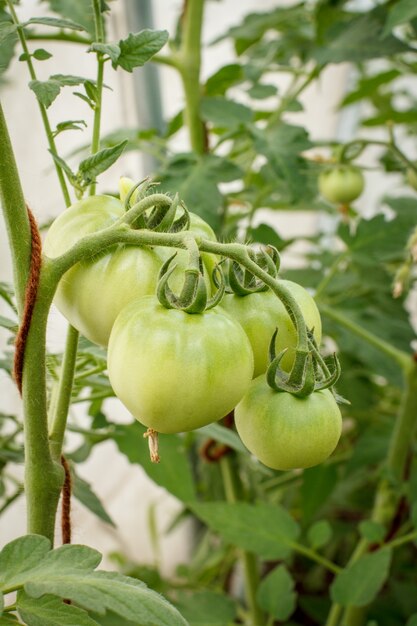 Tomates verdes que crecen en la cama del jardín. Invernadero con los tomates verdes frutos en una rama.