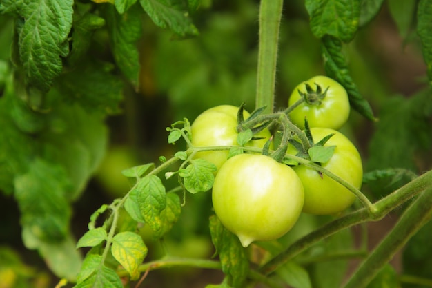 Tomates verdes que crecen en las ramas.