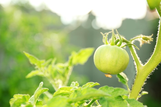 Tomates verdes que crecen en las ramas