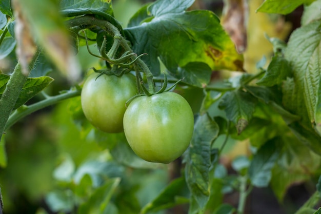 Tomates verdes que crescem nos ramos no jardim