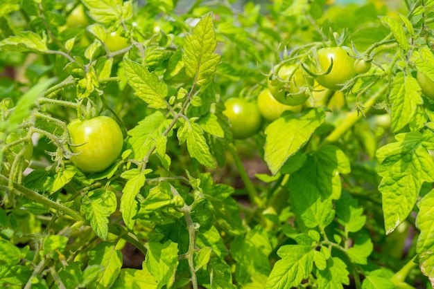 Tomates verdes en una rama. Economía vegetal agrícola.