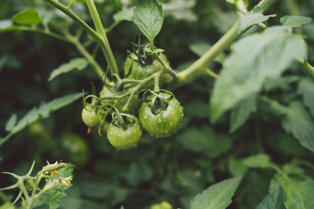 Los tomates verdes en una rama están creciendo en el jardín El concepto de agricultura alimentos y verduras saludables