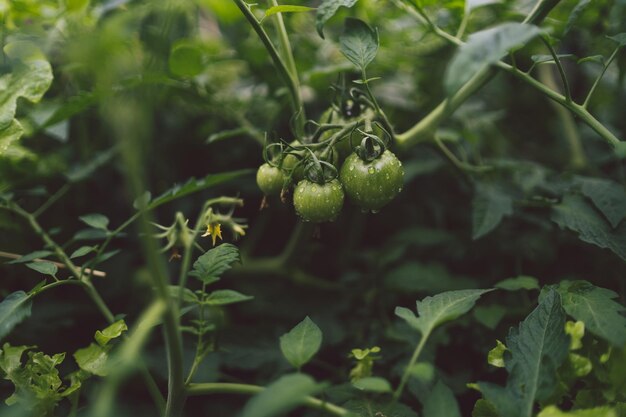 Los tomates verdes en una rama están creciendo en el jardín El concepto de agricultura alimentos y verduras saludables