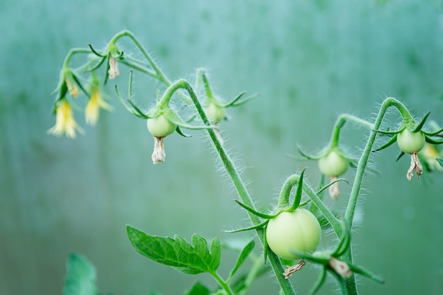 Tomates verdes en una rama en invernadero. Nueva cosecha. Vitaminas y comida sana. De cerca.