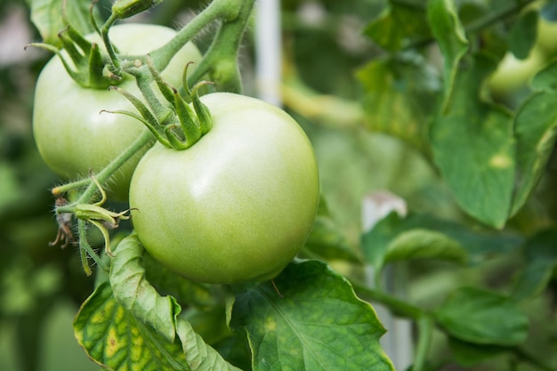 Tomates verdes en rama maduran en invernadero Horticultura al aire libre de verano