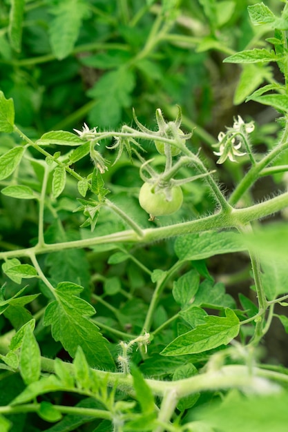 Tomates verdes en una rama que crece en el jardín