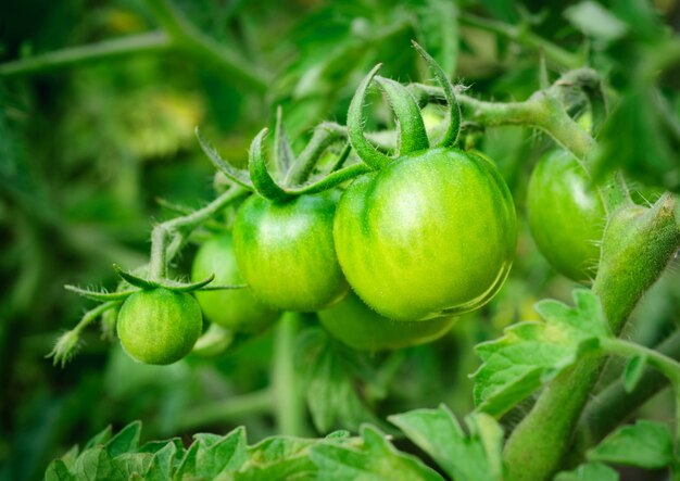 Tomates verdes en una rama sobre el espacio del huerto verde