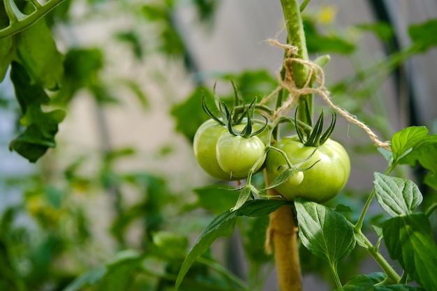 Tomates verdes en una rama Tomates verdes inmaduros Tomates en el invernadero