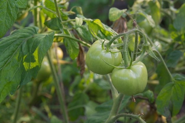 Tomates verdes en las ramas, una nueva cosecha.