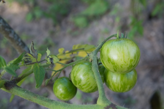 Tomates verdes en las ramas, una nueva cosecha.