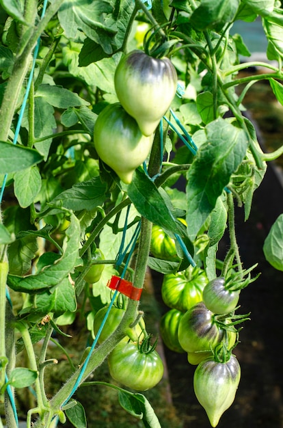 Tomates verdes verdes crescem em arbustos em estufa. foto do estúdio.