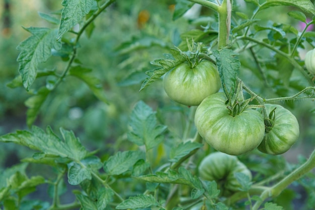 Tomates verdes verdes crescendo em um galho no jardim arbusto de tomate em um canteiro