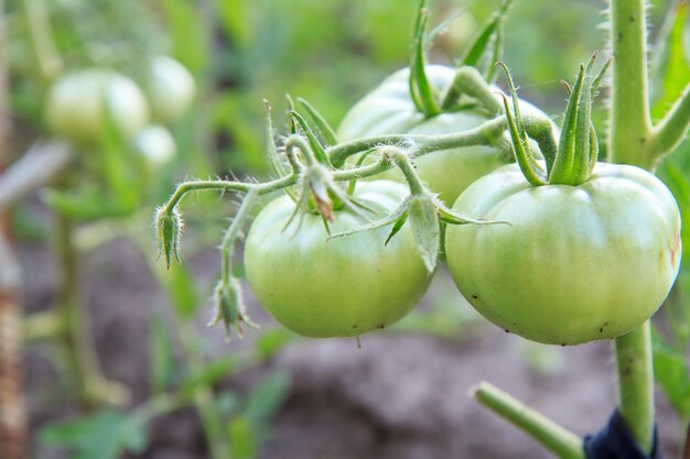 Tomates verdes verdes crescendo no canteiro.