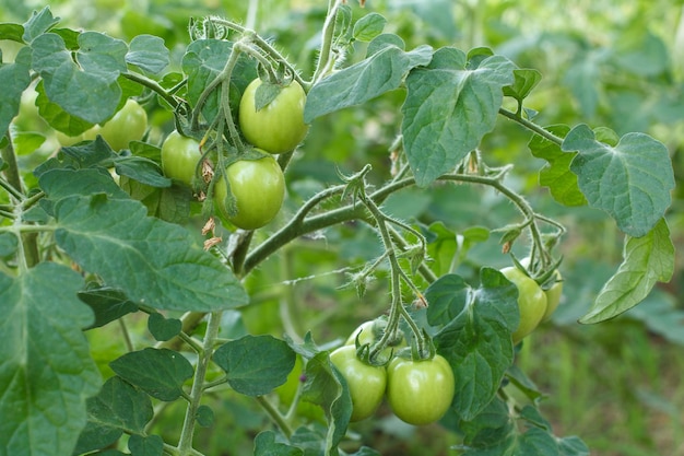 Tomates verdes verdes crescendo no mato no jardim