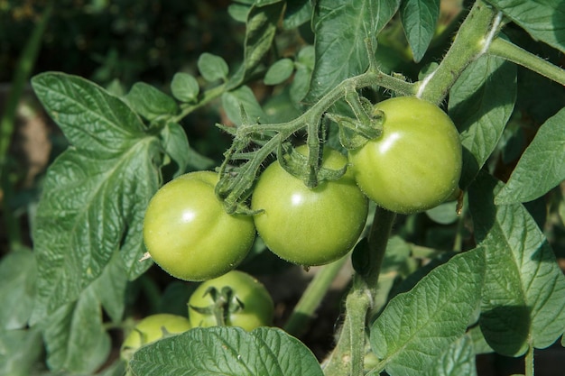 Tomates verdes verdes crescendo no mato no jardim